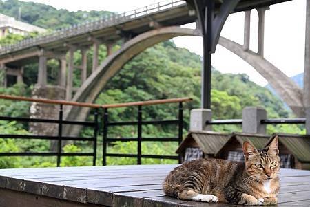 9-8世界六大賞貓村