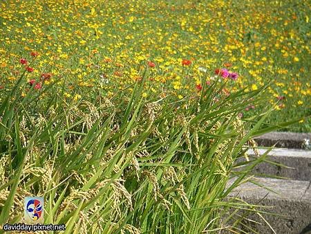 金陵花田-20