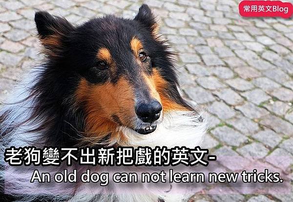 An old dog can not learn new tricks