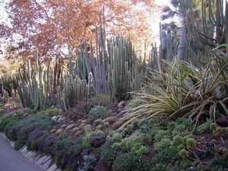 desert garden.1s.jpg