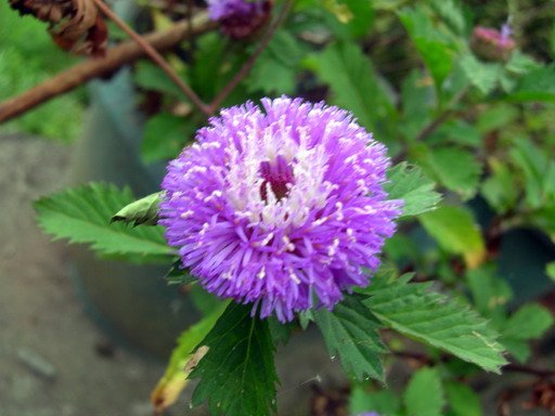 DSCN4545s.jpg