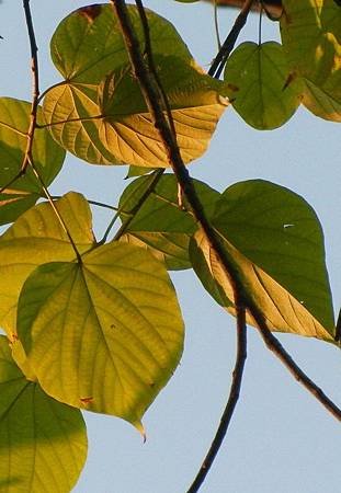 DSCN3942s