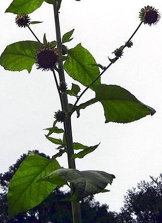 DSCN0986s