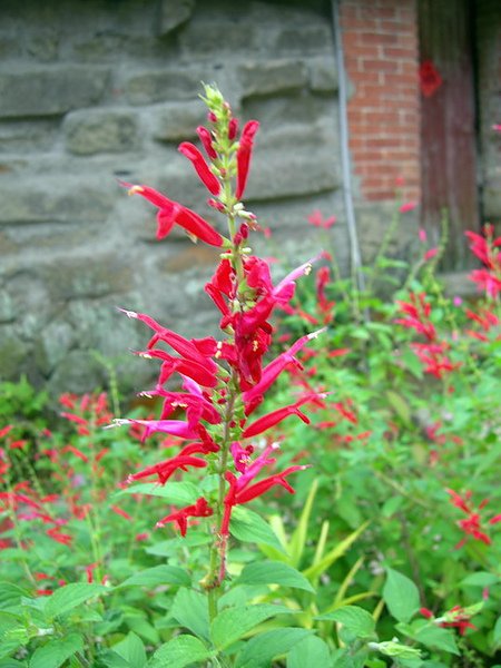 紅花鼠尾草s.jpg