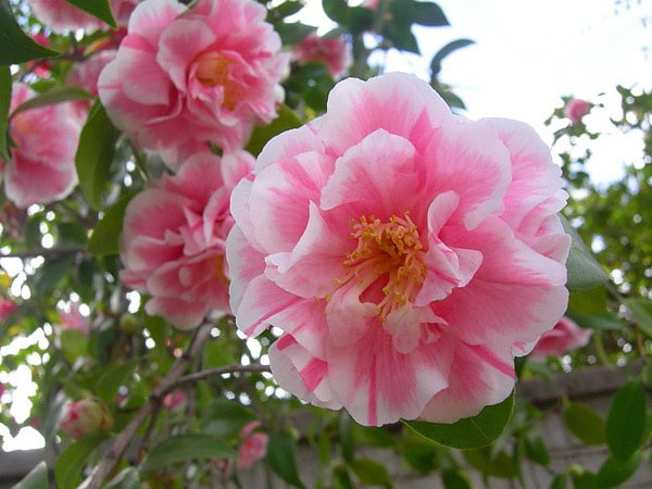 camellia.15.jpg