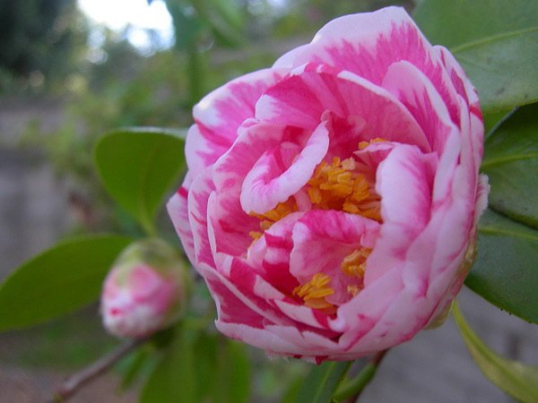 camellia.10.jpg