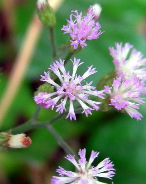 DSCN2554s.jpg