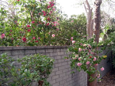 camellia.14s.jpg