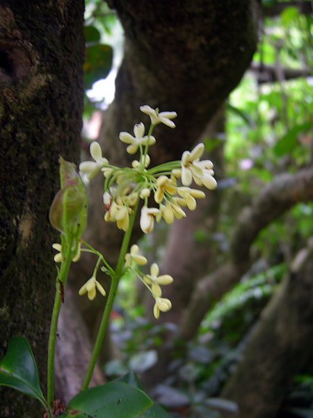 DSCN4519s.jpg