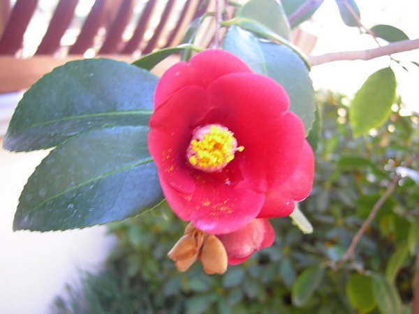 camellia.9.jpg