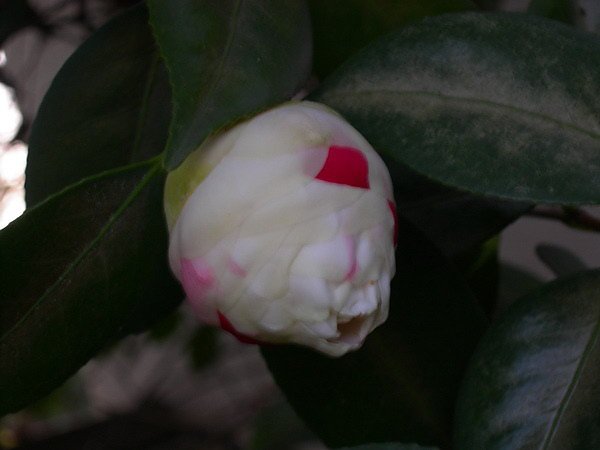 camellia.22.jpg