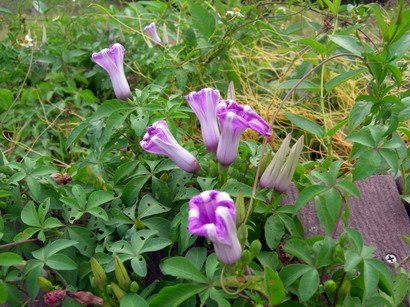 DSCN4697.jpg