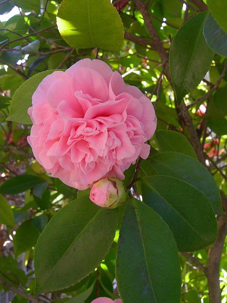 camellia.3jpg.jpg