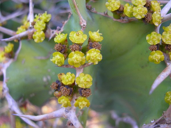 desert garden.3.jpg