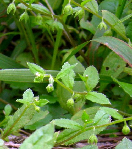 DSCN7537ss.jpg
