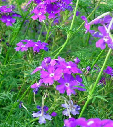 DSCN8752.jpg