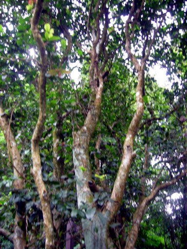 DSCN4520s.jpg