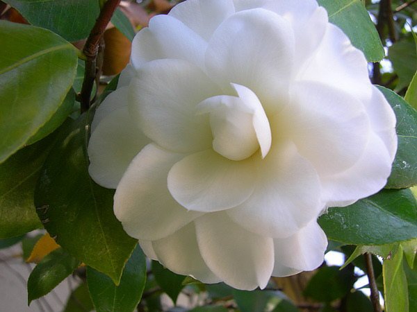 camellia.21.jpg