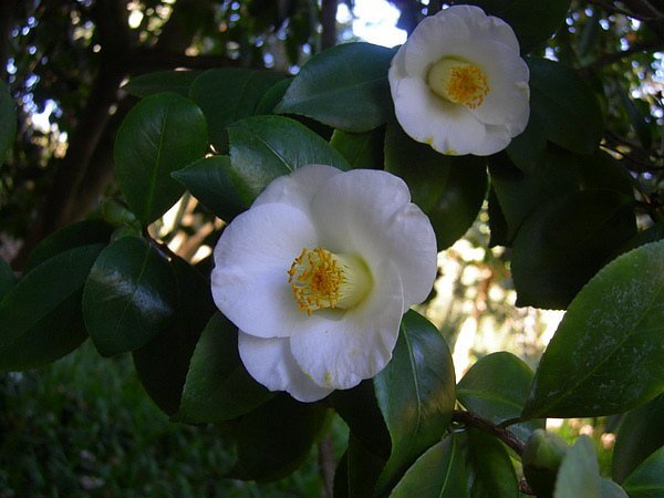 camellia7.jpg