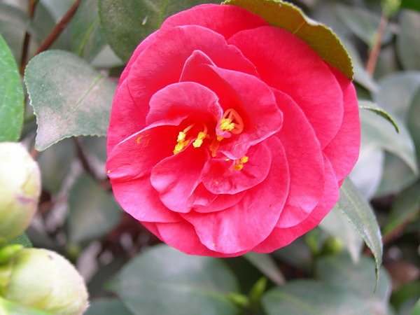 camellia 16.jpg