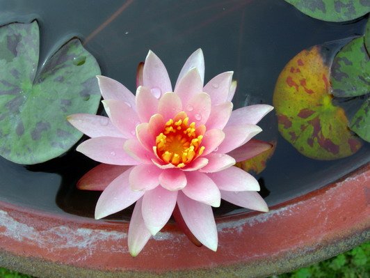 DSCN9528es.jpg