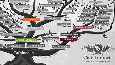 CI-CoffeeTree-1