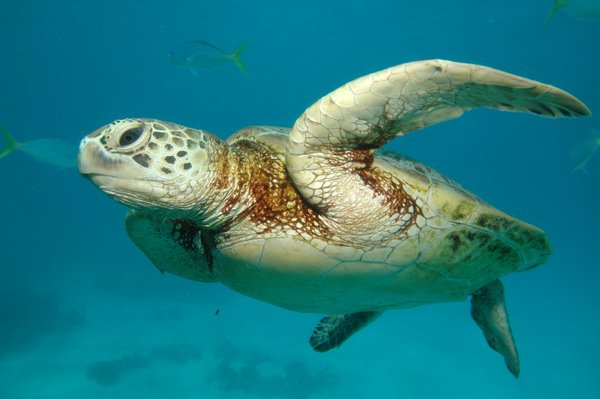 Australia-scuba-diving-Cairns-great-barrier-reef-Leonard-Low.jpg