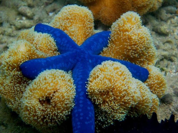 cns-great%20barrier%20reef-%20starfish.jpg