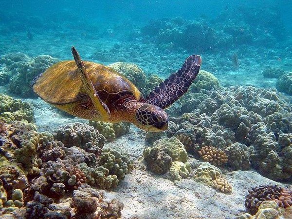 Great_Barrier_Reef_Sea_Turtle.jpg