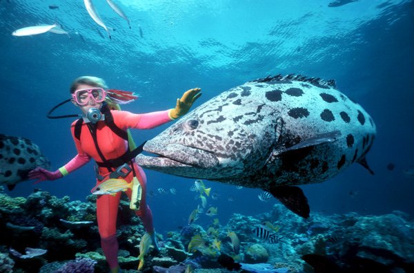 Great-Barrier-Reef-600x400.jpg