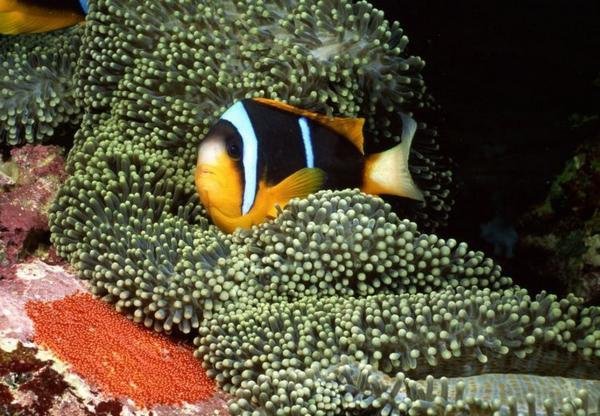 the-great-barrier-reef-of-australia19.jpg