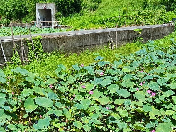 【彰化花壇賞蓮秘境】花壇鄉東外環賞荷看蓮浪漫景致5.jpg