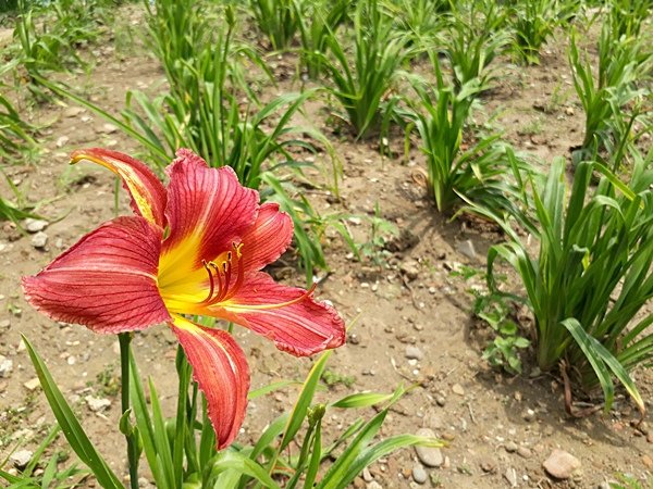 花壇舊營區萱草花蓮二號金針花.jpg