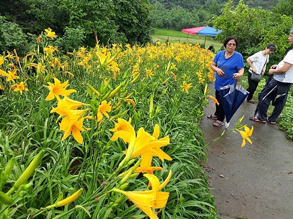 彰化花壇旅遊秘境 花壇金針花海1.jpg