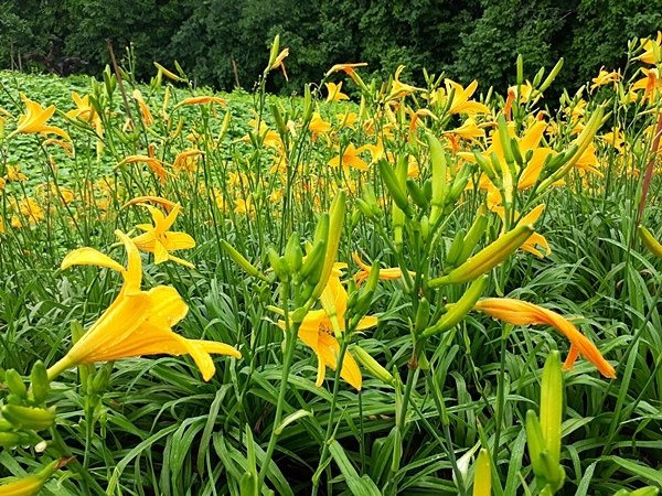 彰化縣花壇鄉岩竹村金針花園.jpg