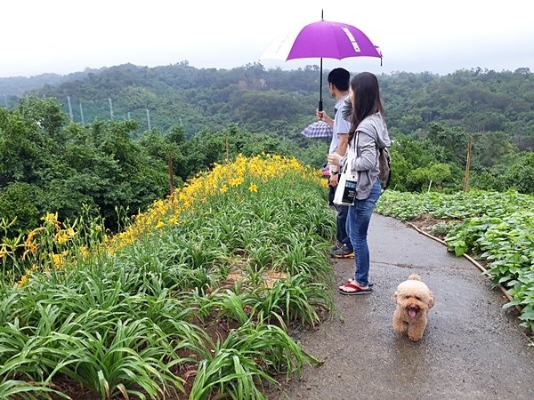 彰化花壇旅遊秘境 花壇金針花海3.jpg