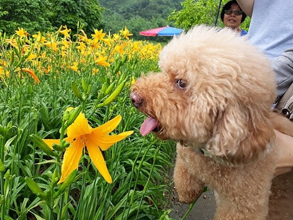 彰化花壇旅遊秘境 花壇金針花海4.jpg