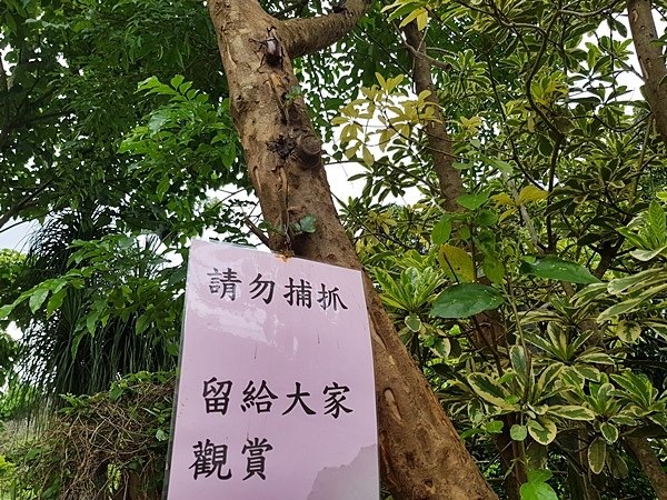 【彰化縣生態景點】獨角仙的季節！芬園進芬社區甲蟲生態祕境6.jpg