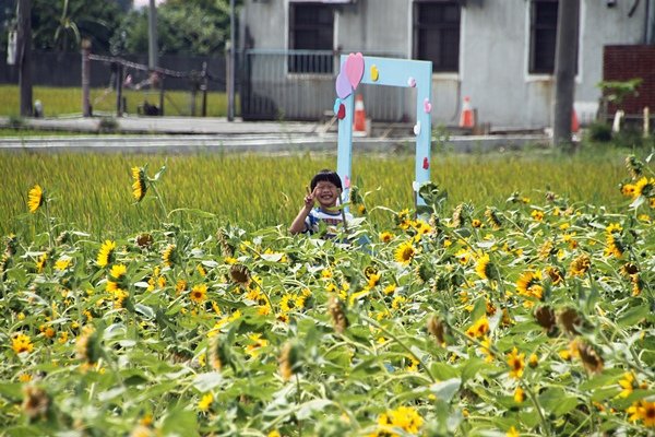 花壇向日葵花海6.JPG