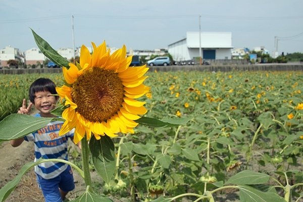 花壇向日葵花海13.JPG