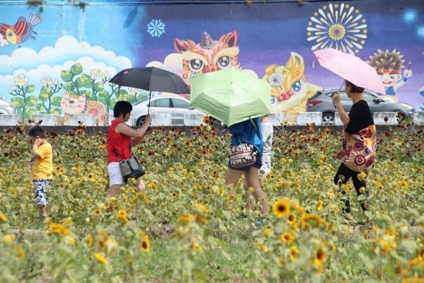 花壇向日葵花海19.JPG