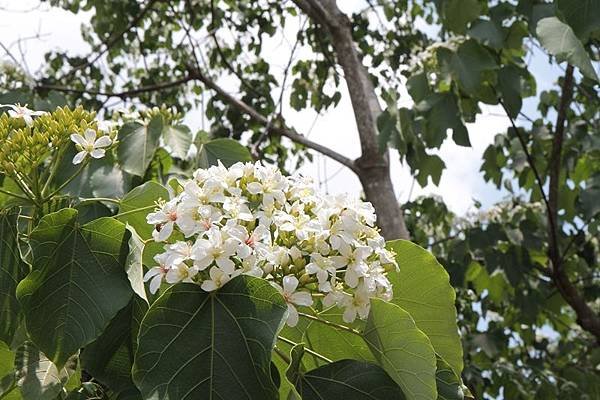 彰化油桐花1.JPG