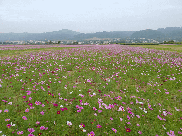 田中望高寮波斯菊花海盛開 景緻美不勝收4.png