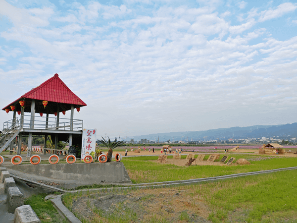 田中望高寮波斯菊花海盛開 景緻美不勝收5.png