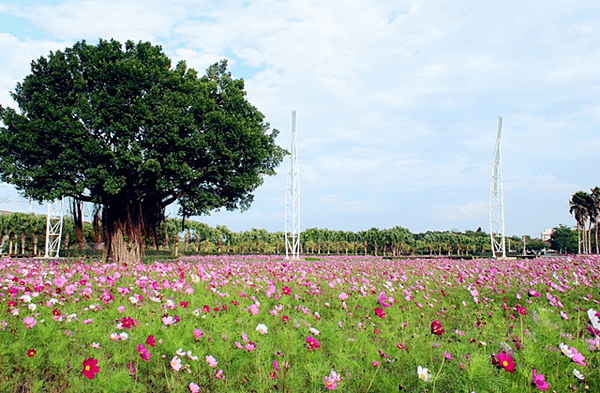 彰化溪州公園花卉3.png