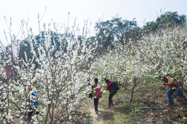 花壇虎山岩李花盛開 228連假賞花趣6.png