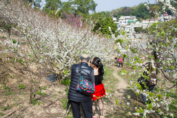 花壇虎山岩李花盛開 228連假賞花趣3.png