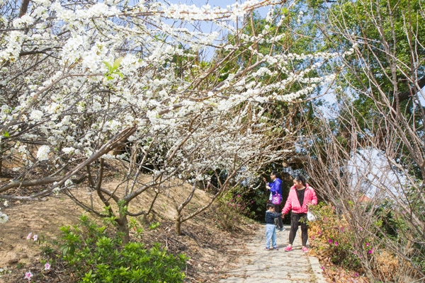 花壇虎山岩李花盛開 228連假賞花趣9.png