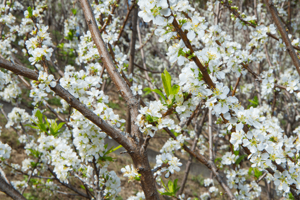 花壇虎山岩李花盛開 228連假賞花趣8.png