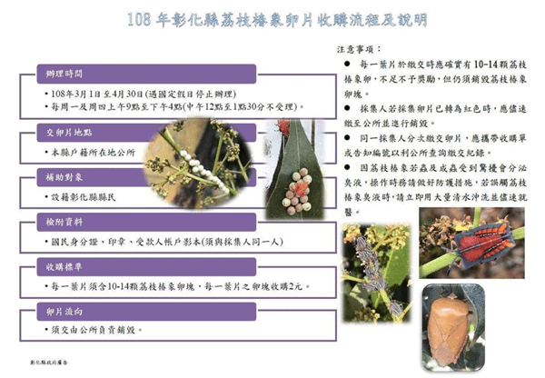 荔枝椿象肆虐 彰化縣府三管齊下積極防治6.png